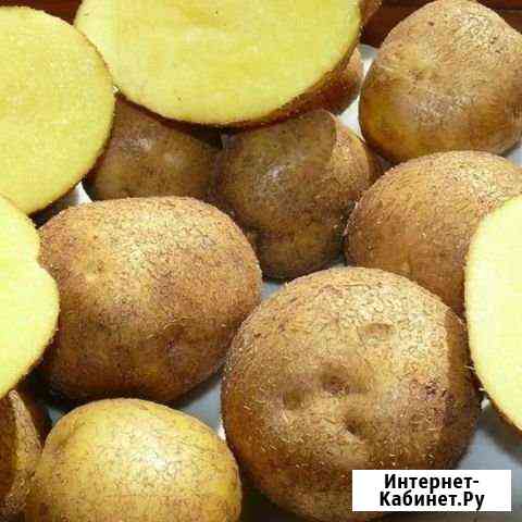 Картофель домашний (Винета) Брянск