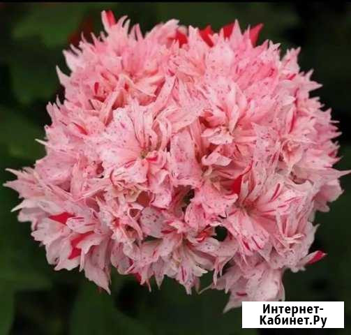 Сортовая пеларгония Белово - изображение 1