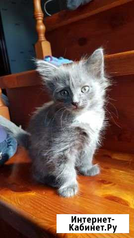Котята Ижевск - изображение 1