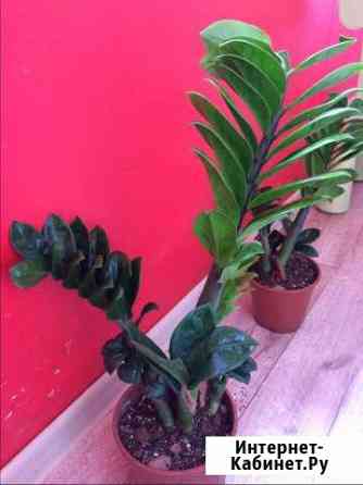 Замиакулькас зензи Курган