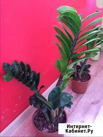 Замиакулькас зензи Курган - изображение 1