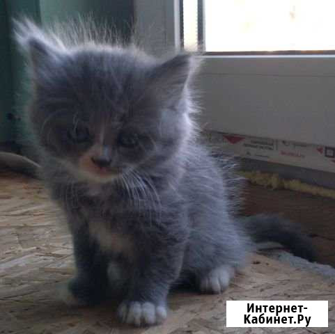 Котята Британцы Балаково - изображение 1
