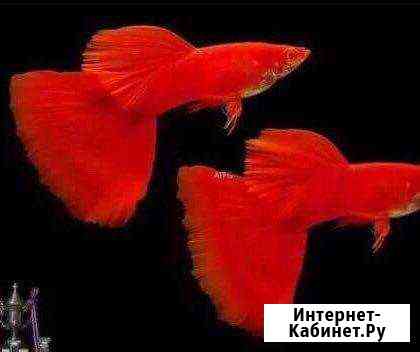 Гуппи красный альбинос красный глаз Подольск