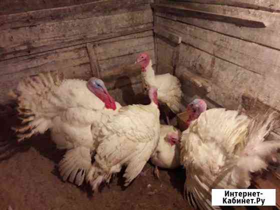 Мясо индюка Калуга