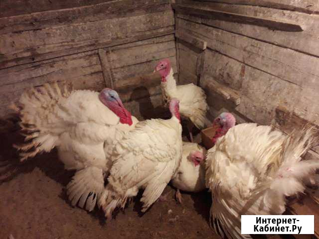 Мясо индюка Калуга - изображение 1