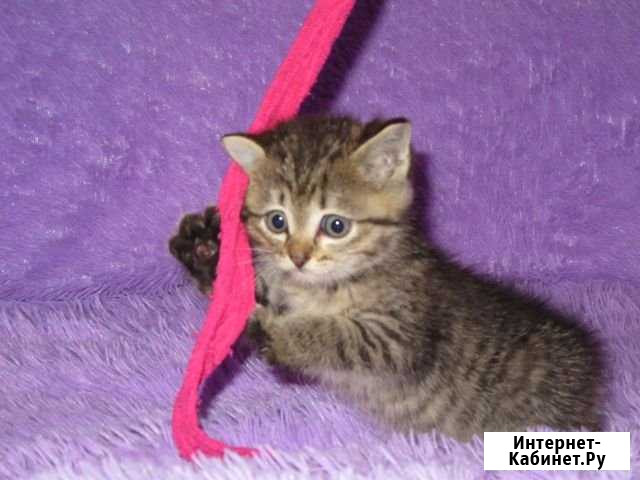 Отдаём котят бесплатно Рубцовск - изображение 1