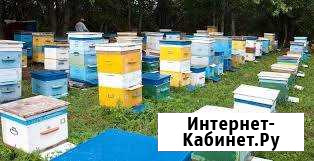Ульи для пчёл. Рамки б/у Сызрань - изображение 1