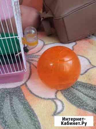 Прогулочный шар Омск