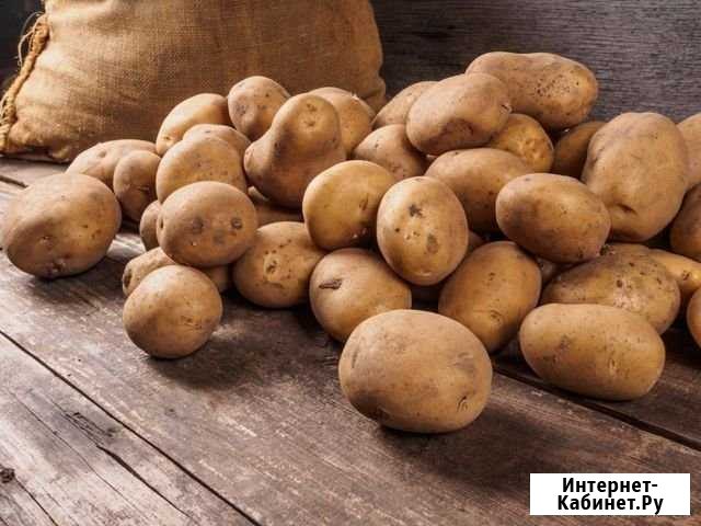 Картофель едовая, экологически чистая, с Баймакско Сибай - изображение 1