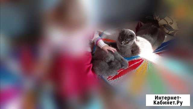 Отдам котят в добрые руки Тобольск - изображение 1