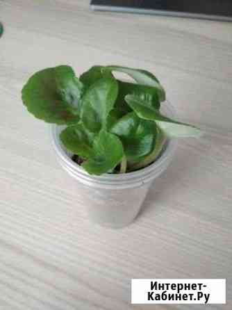 Фиалка фиолетовая Тюмень