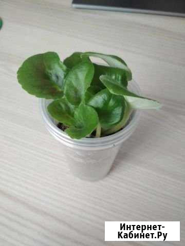 Фиалка фиолетовая Тюмень - изображение 1