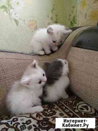 Отдам котят Златоуст
