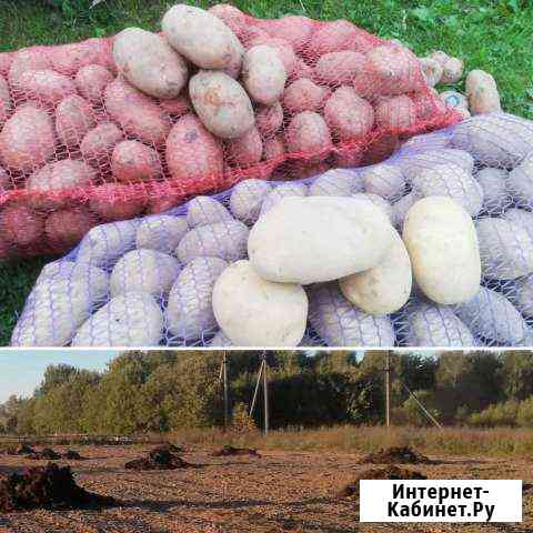 Деревенский эко картофель Иваново