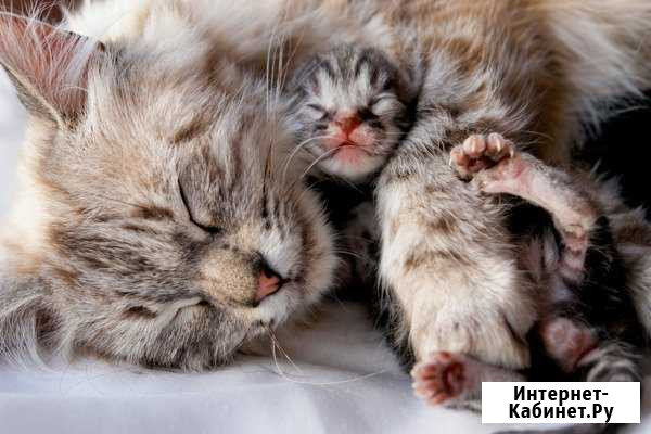 Котята В хорошие руки Георгиевск - изображение 1