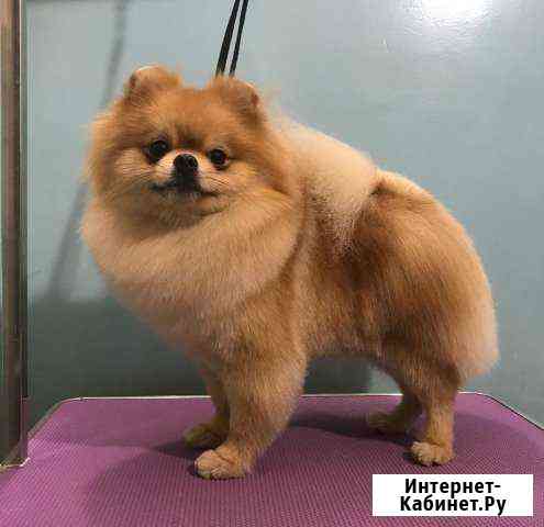 Шпиц Вязка Красноярск