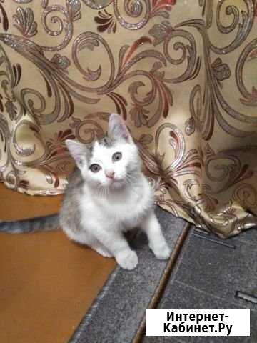 Отдам котика Новокузнецк - изображение 1