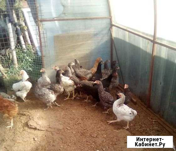 Доминанты Тюмень - изображение 1