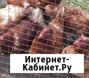 Куры несушки Балашиха - изображение 1