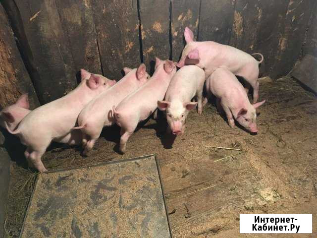 Поросята 8 кг. гибрид Ландраса Крупной белой Переславль-Залесский - изображение 1