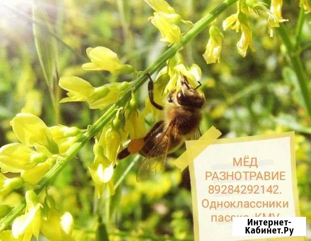 Мёд разнотравие Минеральные Воды - изображение 1
