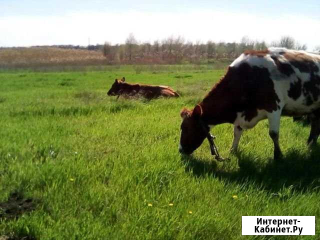 Домашние коровье молоко Новопетровское - изображение 1