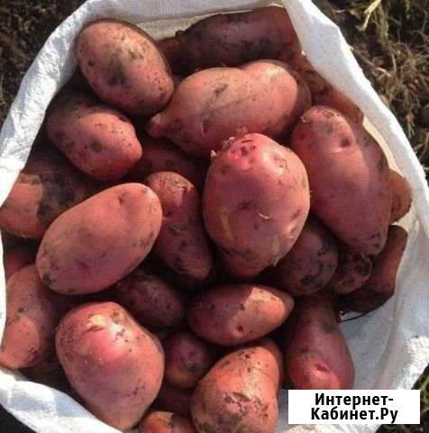Картофель сортовой с доставкой Рязань - изображение 1