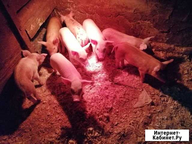 Порасята Рязань - изображение 1