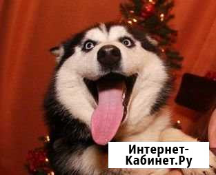 Хаски Красавчики Женихи Вязка + малыши на продажу Вологда - изображение 1
