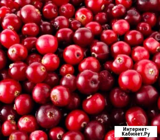 Клюква Ухта - изображение 1