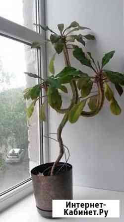 Молочай Ульяновск