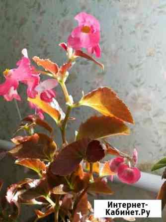 Бегония Кемерово
