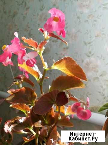 Бегония Кемерово - изображение 1