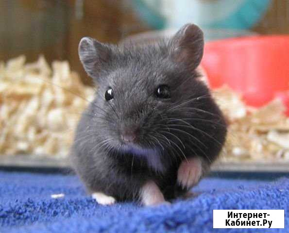 Сирийские хомки Иваново - изображение 1