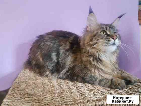 Мейн-куны котята c документами Москва