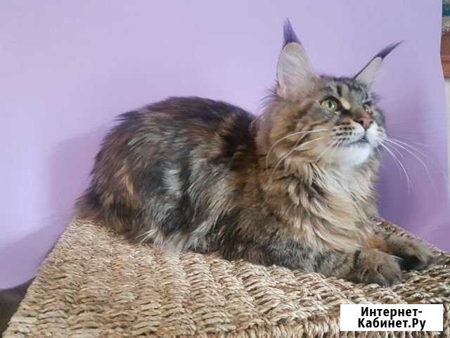 Мейн-куны котята c документами Москва - изображение 1