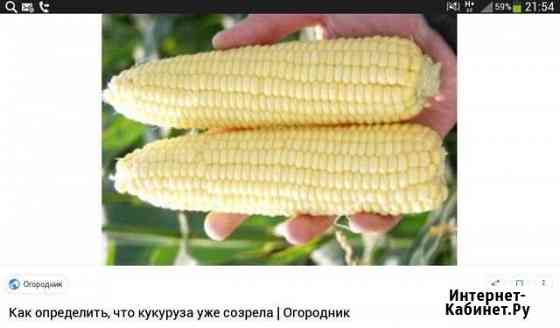 Кукуруза в качанах Белореченск
