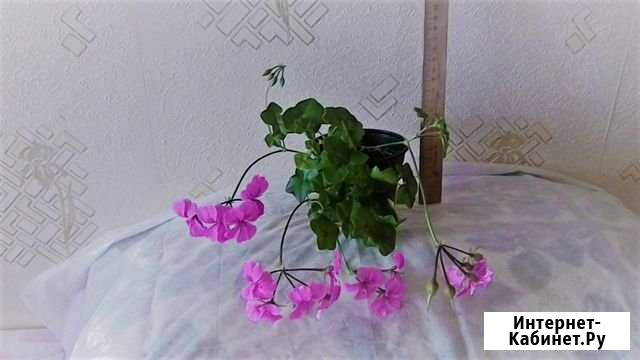 Герань плющевидная (плющелистная) - ампельная Красноярск - изображение 1