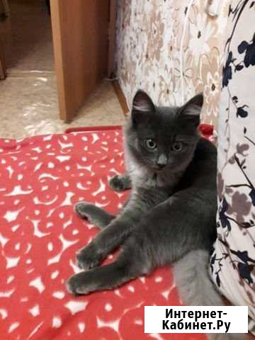 Котик 4 месяца Миасс - изображение 1