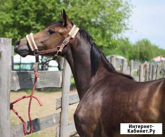 Кобыла помесь спортивных пород Сафоново - изображение 1