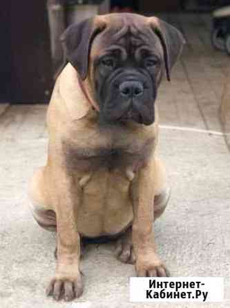 Девочка Бульмастиф Санкт-Петербург