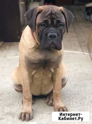 Девочка Бульмастиф Санкт-Петербург - изображение 1
