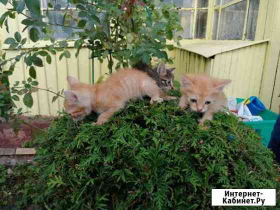 2 кота и 1 кошечка в добрые руки Электросталь