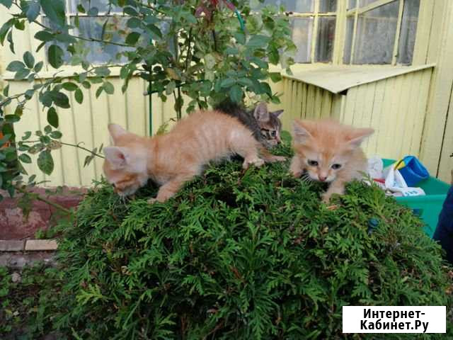 2 кота и 1 кошечка в добрые руки Электросталь - изображение 1