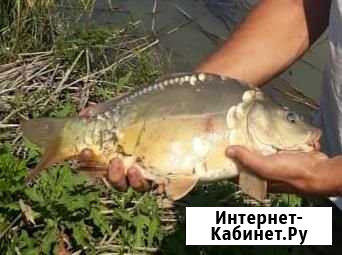 Карп зеркальный Краснодар - изображение 1
