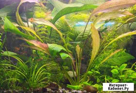 Большой Анубиас Бартера (Anubias barteri) Сергиев Посад