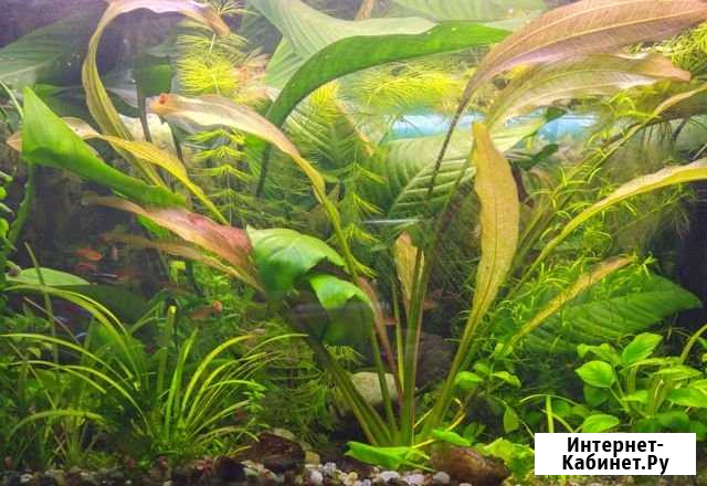 Большой Анубиас Бартера (Anubias barteri) Сергиев Посад - изображение 1