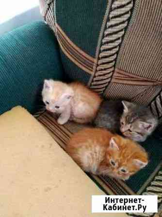 Отдам котят в добрые руки Сызрань