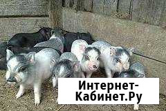 Поросята вьетнамцы Карпинск - изображение 1