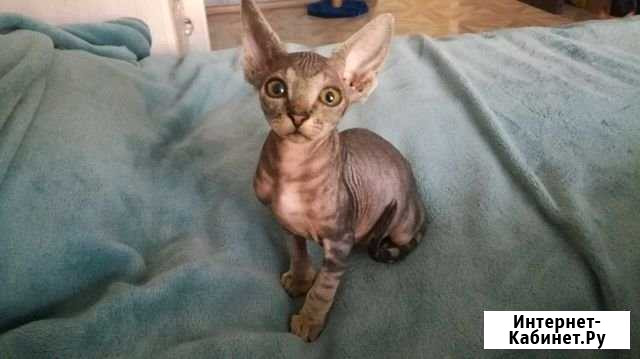 Котенок Сфинкса, девочка Коломна - изображение 1